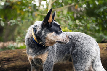 Blue heeler looking back