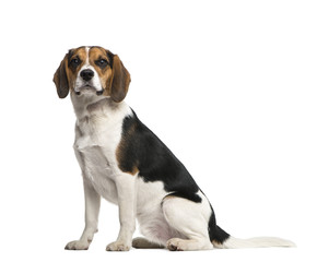 Beagle