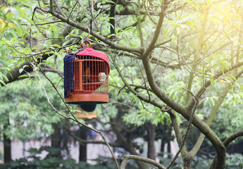 birdcage on the tree