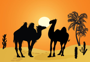 two camels in yellow heat desert
