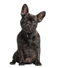 French Bulldog (1 years old)