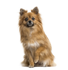 German Spitz