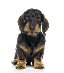 Dachshund puppy (6 months old)