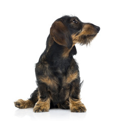 Dachshund puppy looking up (6 months old)