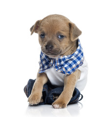 dressed Chihuahua puppy (1 month old)