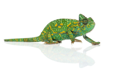 Yemen chameleon - Chamaeleo calyptratus - isolated on white © Eric Isselée
