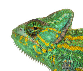Headshot of a Yemen chameleon - Chamaeleo calyptratus - isolated © Eric Isselée