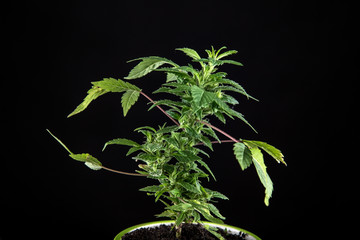 detail cannabis buds, plant, black - obrazy, fototapety, plakaty
