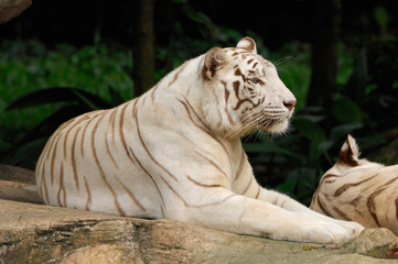Tigre Blanc Royal