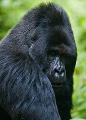 silverback