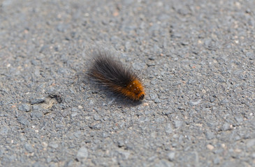 Raupe des Braunen Bären auf Asphalt