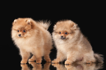 Two Pomeranian puppies on black background