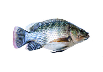 Fresh fish isolated on a white background