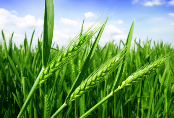 green wheat field and blue cloudy sky
