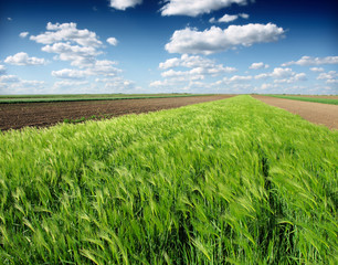 green wheat field and blue cloudy sky