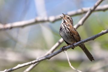 Song Sparrow Singing