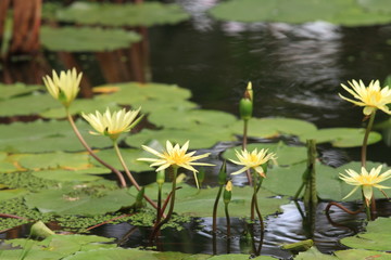 Water white lily