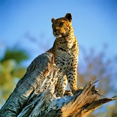 Meubelstickers luipaard © gi0572