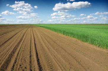 Fototapeta na wymiar wheat field and plowed land