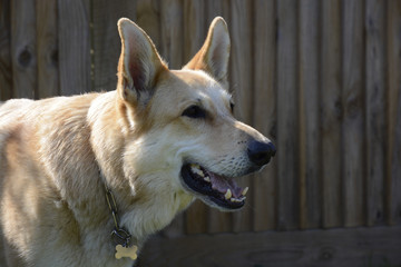 Blonde German Shepherd Dog