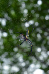 Spider on the web over green background