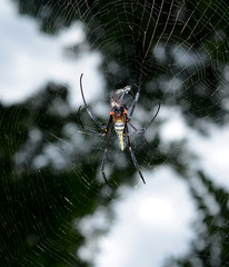 Spider on the web over green background