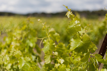 Feuilles de vignes