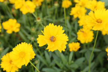 chrysanthemum