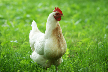 white chicken in the grass - close up
