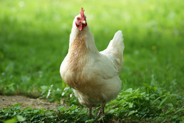 white chicken in the grass - close up