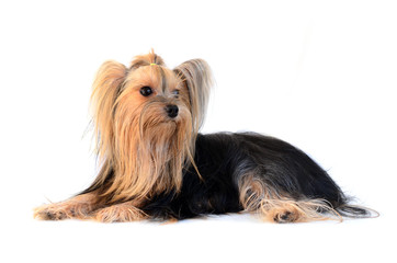 yorkshire terrier isolated on white