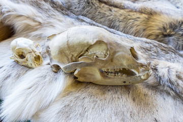 Bear and Lynx Skull on Display