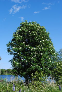 bl&uuml;hende Eberesche
