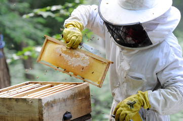 Naklejka premium apiculteur