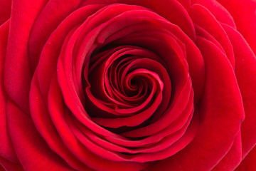Einzelne rote Rose