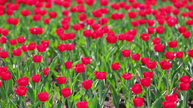 field of red tulips blooming - shallow depth of field