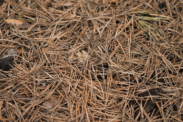needles on the white background