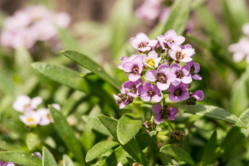 Little pink Lobularia Maritima flowers, also known as sweet alyssum or sweet alison, with four petals in a garden under the warm spring sun