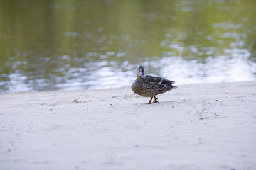 Duck goes on a beach along a reservoir