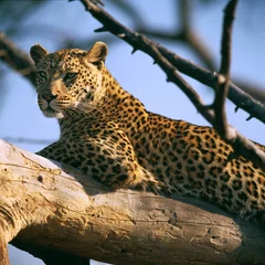 Foto auf Alu-Dibond Leopard © gi0572