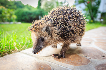 Walking hedgehog