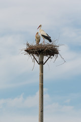 two storks on their nest © Pinosub