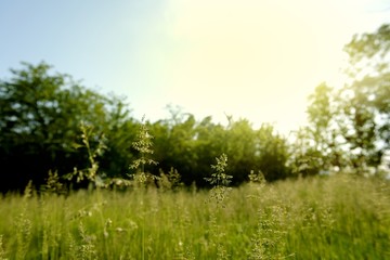 Sunshine in the forest at spring