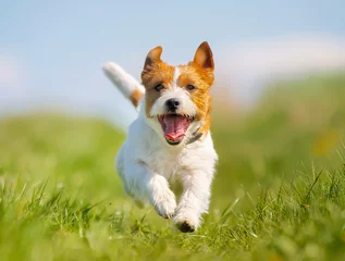 Fotobehang Hond Jack Russell Terriër hond