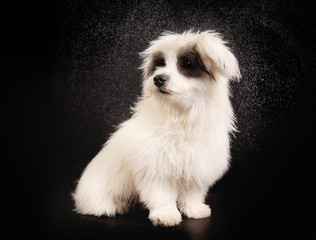 Coton de Tulear dog