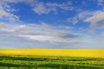 Field of rapeseed with beautiful clouds - plant for green energy