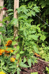 Plant de tomates et tagètes