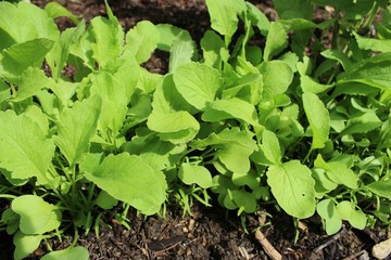 plants de radis et carottes