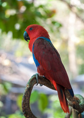 Macaw parrot