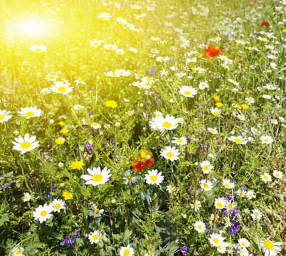 daisy field close up